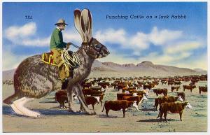 Punching Cattle On Jack Rabbit - c. 1950s Exaggeration 