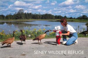 Seyney Wildlife Refuge Michigan MI Geese Postcard