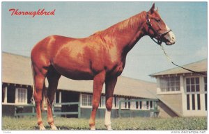 1940-1960´s; Horse, Thoroughbred