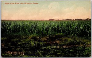 Sugar Cane Field near Houston Texas TX Farmfield Postcard