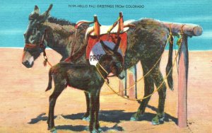 Vintage Postcard 1930's Hello Pal! Greetings From Colorado Mother & Baby Donkey
