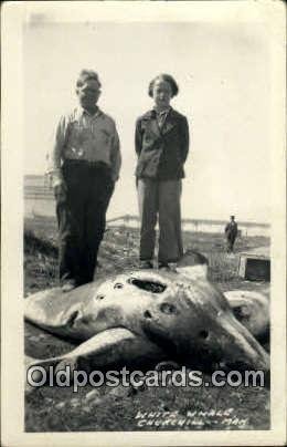 White Whale Churchill, Man Canada Real Photo Unused crease right top corner, ...