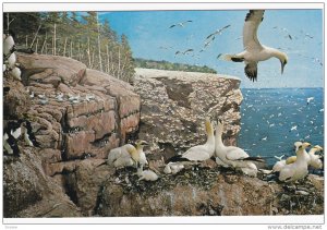 National Museum of Canada display , OTTAWA , Ontario , Canada , 50-60s ; Sea-...