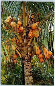 Postcard - Coconut Palm Trees, Florida, USA 