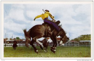 No. 67 Calgary Stampede Bucking Contest, CALGARY, Alberta, Canada, 40-60´