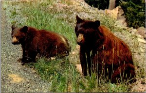 American Black Bear Yosemite 1958