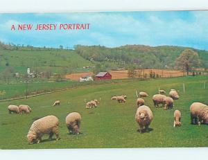 Unused Pre-1980 SHEEP IN PASTURE Asbury Park New Jersey NJ hn2442