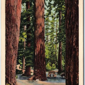 1937 Nisqually, Longmire Springs, Rainier, WA Big Douglas Firs Tree Redwood A221