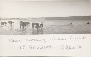 Cattle crossing Willow Creek near Macleod Alberta AB Cows RPPC Postcard H2