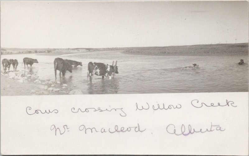 Cattle crossing Willow Creek near Macleod Alberta AB Cows RPPC Postcard H2