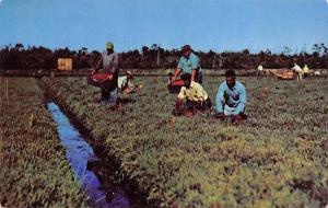 Cranberry Harvesting, Cape Cod, MA, USA 1953