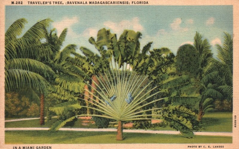 Vintage Postcard Traveler's Tree Ravenala Madagascariensis Miami Garden Florida 