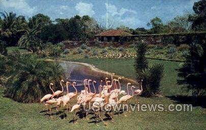 Parrot Jungle - Miami, Florida FL