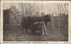 Springfield Massachusetts MA Cow Nursing Calf Forest Park 1900s-10s Postcard