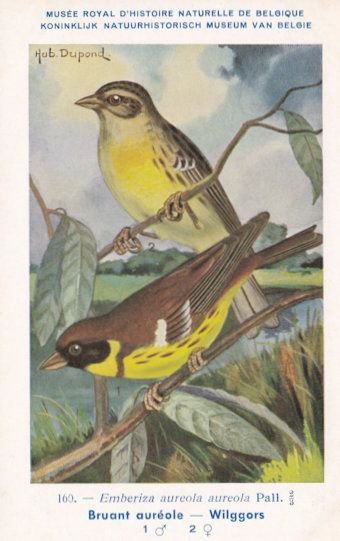 Yellow Breasted Bunting Emberiza Aureola WW2 Bird Rare Postcard