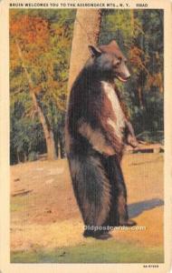 Adirondack Mts, NY USA Bear Postcard