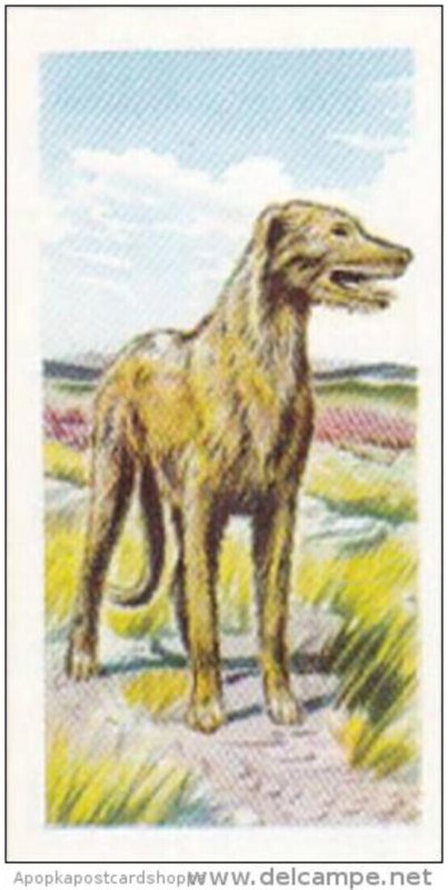 Priority Tea Trade Card I-Spy Pets No 5 Irish Wolfhound