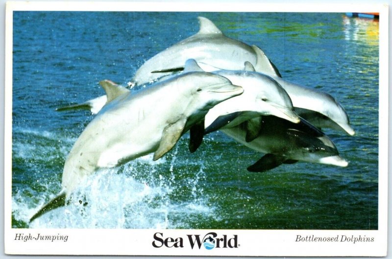 Postcard - High-Jumping, Bottlenosed Dolphins - Sea World