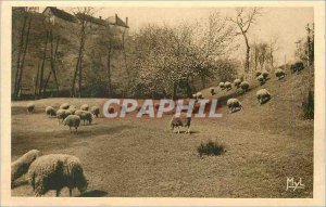 Old Postcard Our Beautiful Country Sheep at Pasture