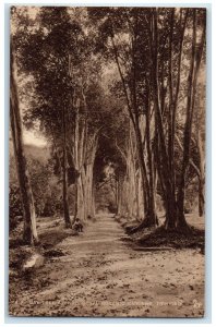 c1920's Bay Tree Avenue Royal Botanic Gardens Trinidad and Tobago Postcard