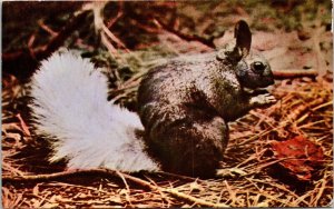 Kaibab Squirrel National Forest Arizona AZ Postcard VTG UNP Mike Roberts Vintage 