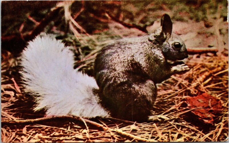 Kaibab Squirrel National Forest Arizona AZ Postcard VTG UNP Mike Roberts Vintage 