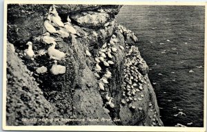 M-91175 Gannets nesting on Bonaventure Island Percé Canada