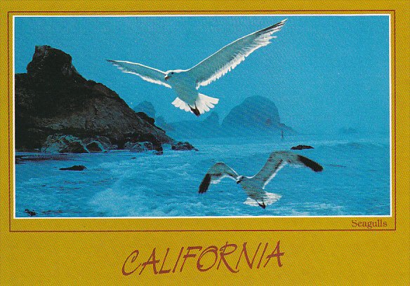 Sea Gulls on Foggy California Coastline