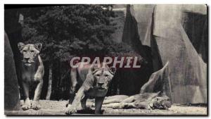 Old Postcard Zoo, Bois de Vincennes Paris lion and lionesses on their plate