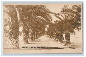 c1920's Avenue Of Palms Bizerta Tunisia RPPC Photo Unposted Vintage Postcard