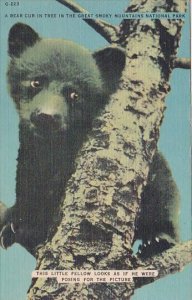 A Bear Cub In Tree In The Great Smorky Mountains National Park Tennessee