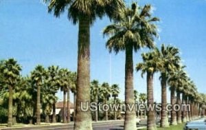 Palm Lined Central Ave - Phoenix, Arizona AZ Postcard