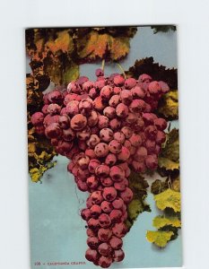 Postcard California Grapes, California