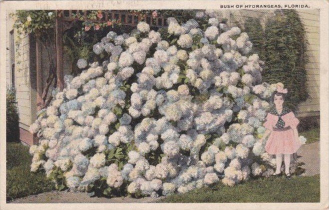 Florida Flowers Bush Of Hydrangeas 1923 Curteich