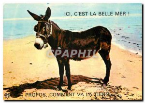 Modern Postcard Donkey Mule