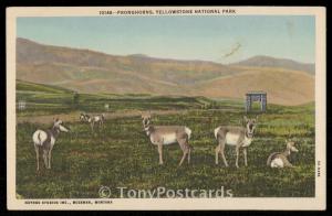 Pronghorns, Yellowstone National Park