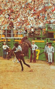 USA Thrills At The Rodeo Texas Bull Riding Chrome Postcard 03.34