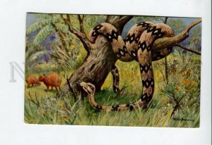 3157066 HUNT boa & hog by HOFFMANN Vintage colorful PC