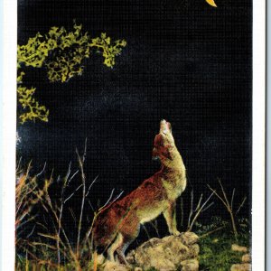 c1910s Great Coyote Barking Howling At The Crescent Moon Linen Postcard ECK A228