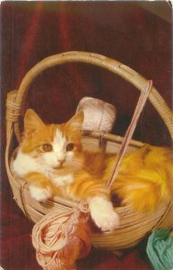 Spinning the Yarn, Cat in a Knitting Basket Chrome Postcard by Bob Taylor