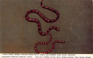 Coral Snake, Scarlet King Snake Snakes / Reptiles Silver Springs, Florida, US...