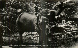 Ceylon Sri Lanka Tame Working Elephant Real Photo Postcard