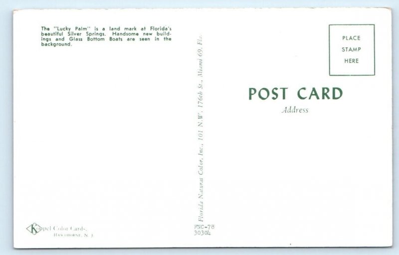 Lucky Palm - Silver Springs FLORIDA Postcard