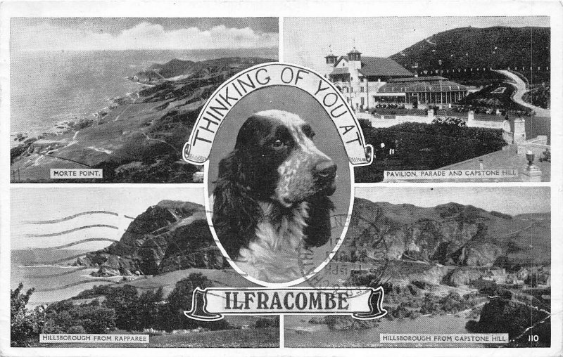 br108662 thinking of you at ilfracombe uk dog