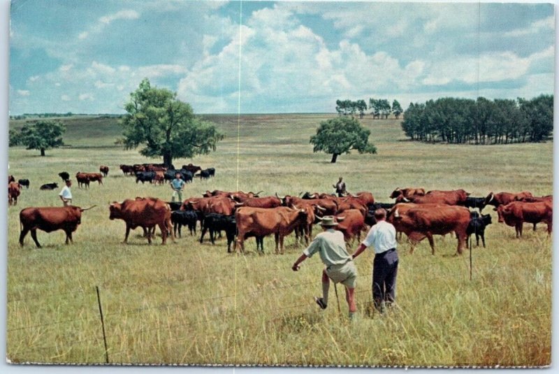 M-86242 Afrikaner Cattle Orange Free State South Africa