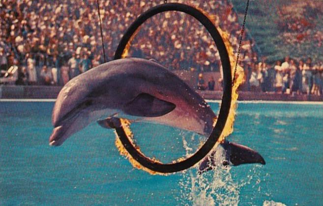 California Marineland Of The Pacific Porpoise Jumping Through Circle Of Flame