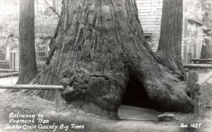 VINTAGE POSTCARD REAL PHOTO RPPC ENTRANCE TO THE FREEMONT TREE SANTA CRUZ c.1940