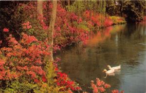 Theodore Alabama~Bellingrath Gardens~Mirror Lake @ Azalea Time~Ducks~1950s Pc