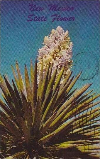 New Mexico Yucca In Bloom