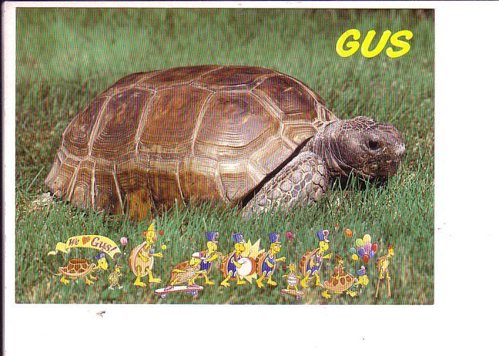 Gus, Gopher Tortoise,  Nova Scotia Museum, Halifax, Cartoon Turtles